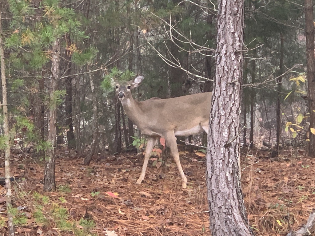 Clearwater Creek Property Owners Association | Rutherfordton, NC 28139